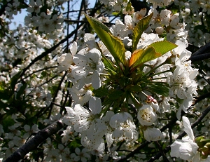 Kirschblüte - www.Hilland.de