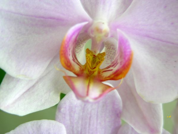 Orchidee - www.Hilland.de